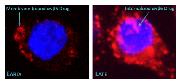 Integrin αvβ6 – Trivehexin®